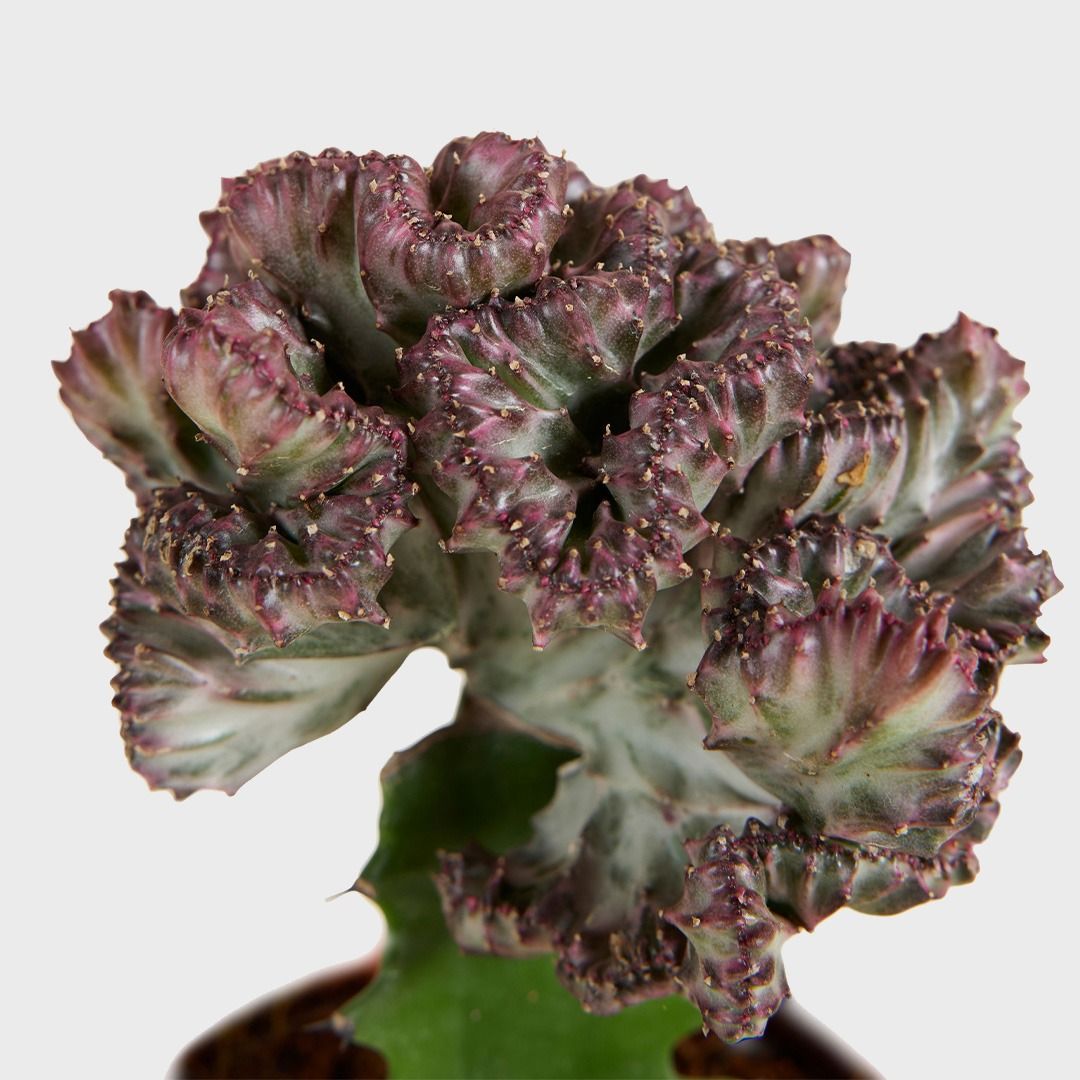 EUPHORBIA LACTEA CRISTATA IN VASO DA 12CM