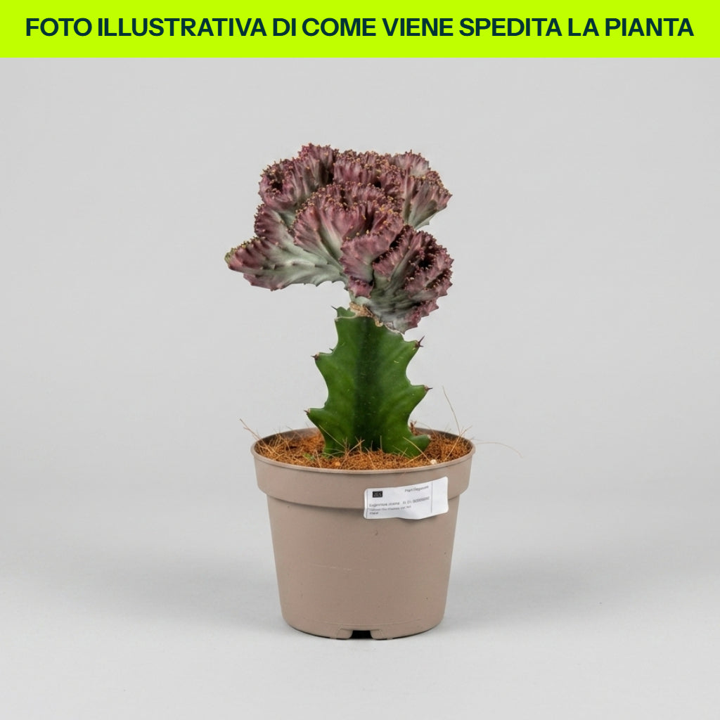 EUPHORBIA LACTEA CRISTATA IN VASO DA 12CM