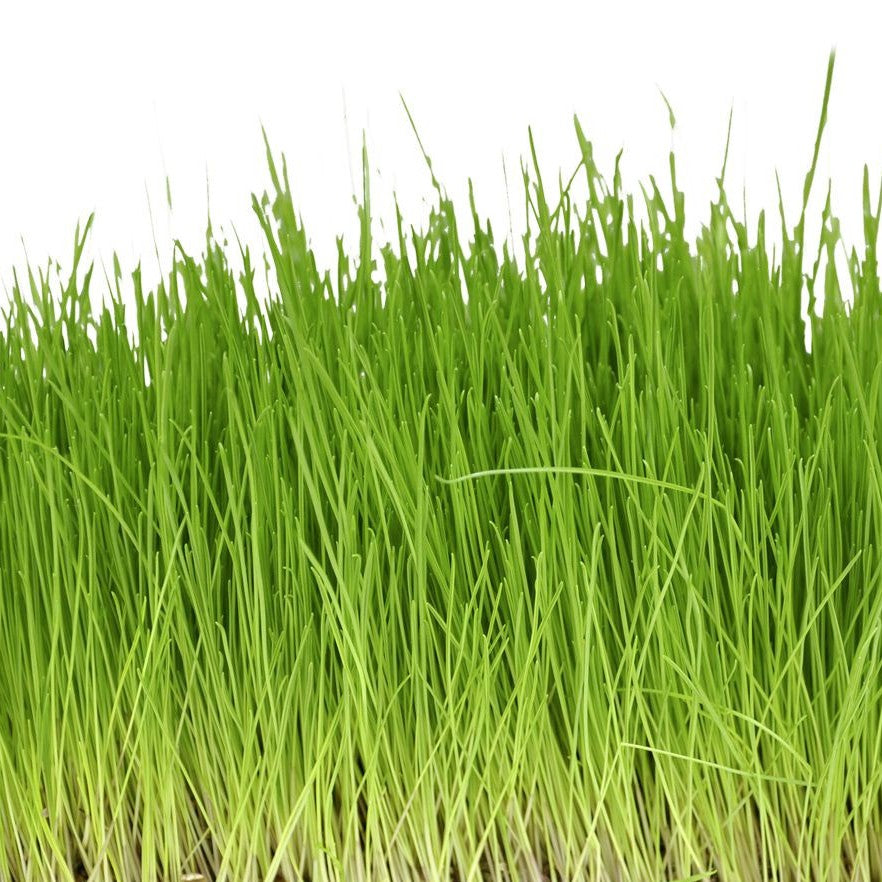Herbe à chat Nepeta Mussinii dans un pot de 16 cm