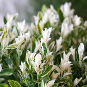 Euonymus Japonicus Pierrolino Sense in Vaso da 14cm