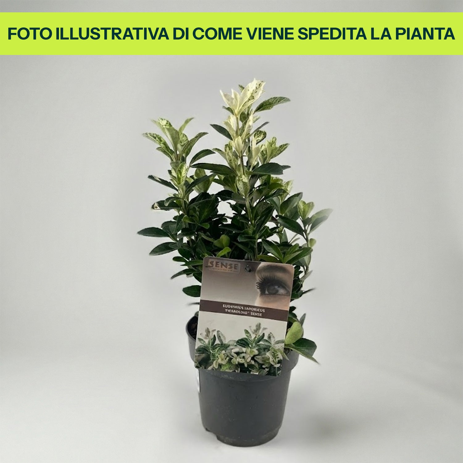 Euonymus Japonicus Pierrolino Sense in Vaso da 14cm