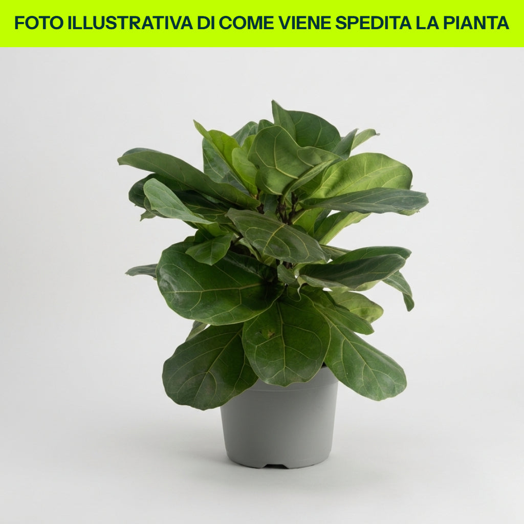 FICUS LYRATA 21CM