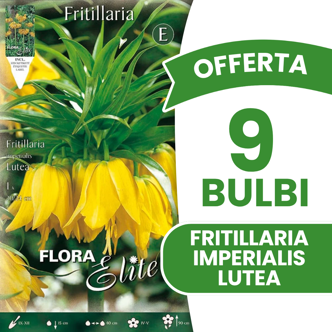 FRITILLARIA LUTEA (PAQUET DE 1 BULBE)