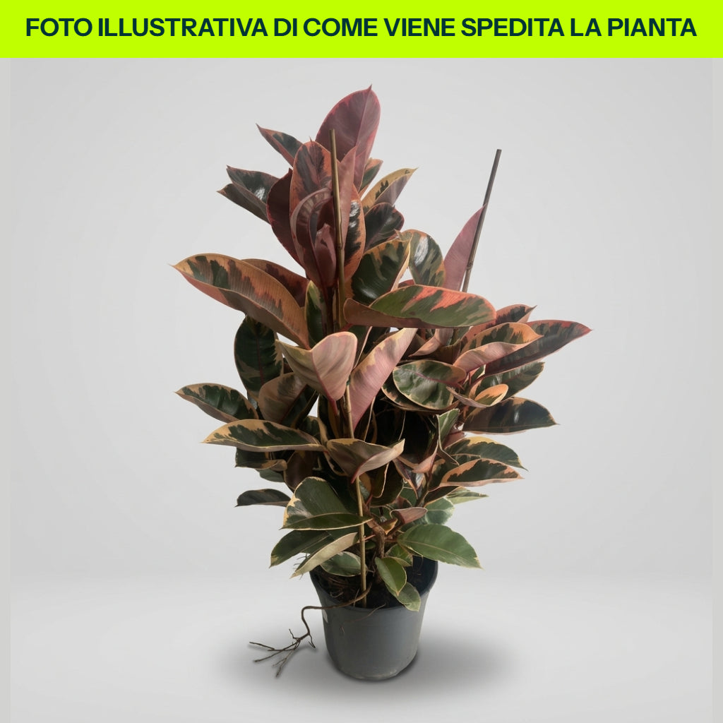 Ficus Elastica Belize in Vaso da 24cm