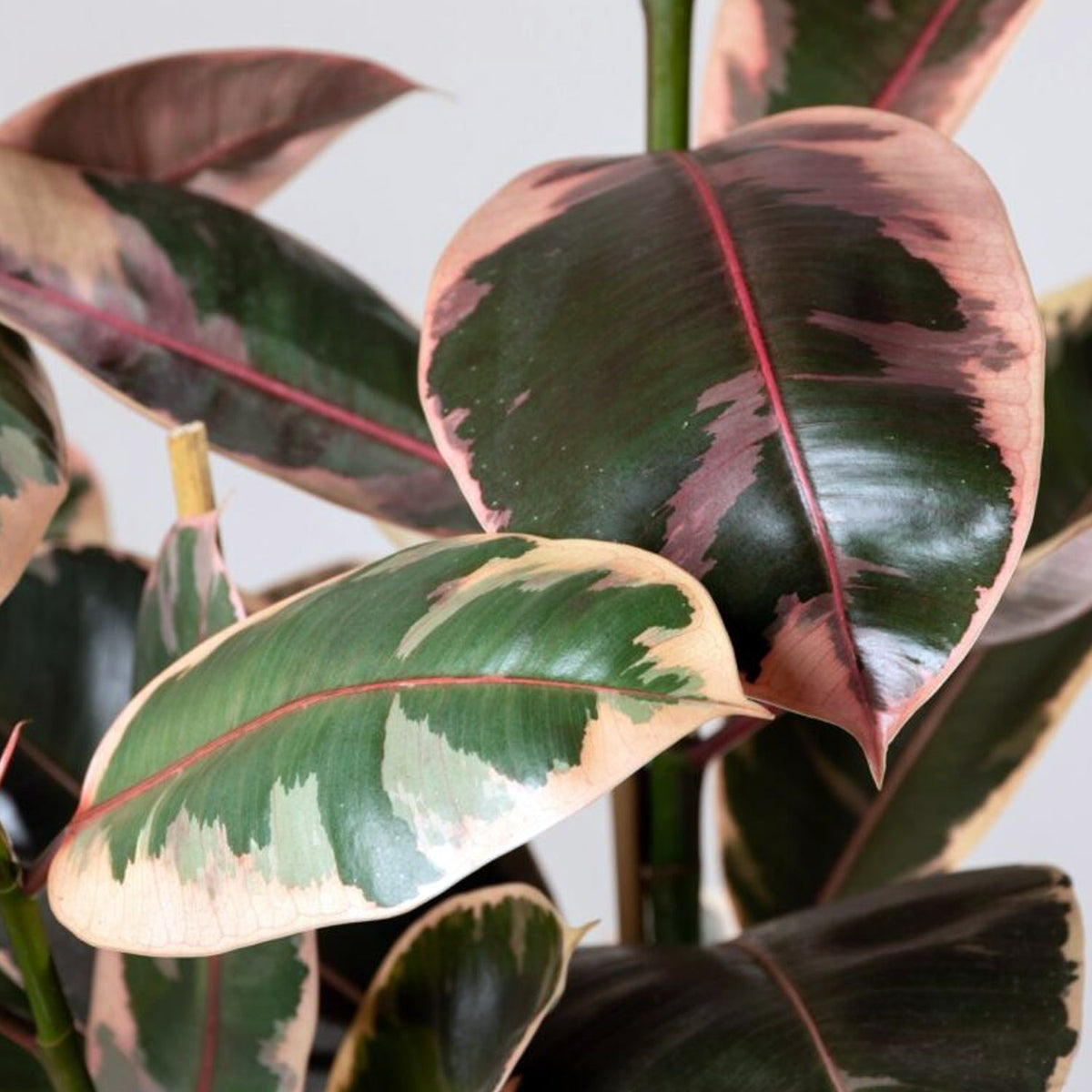 Ficus Elastica Belize in Vaso da 24cm