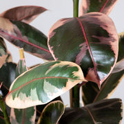 Ficus Elastica Belize in Vaso da 24cm