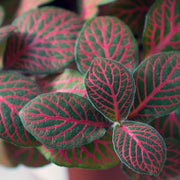 Fittonia in Vaso da 12cm
