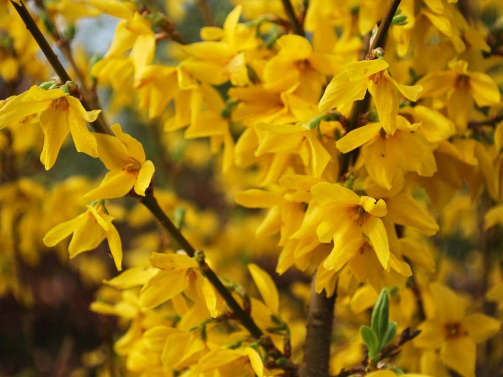 Forsythia Intermedia Lynwood in Vaso da 19cm