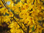 Forsythia Intermedia Lynwood in Vaso da 19cm