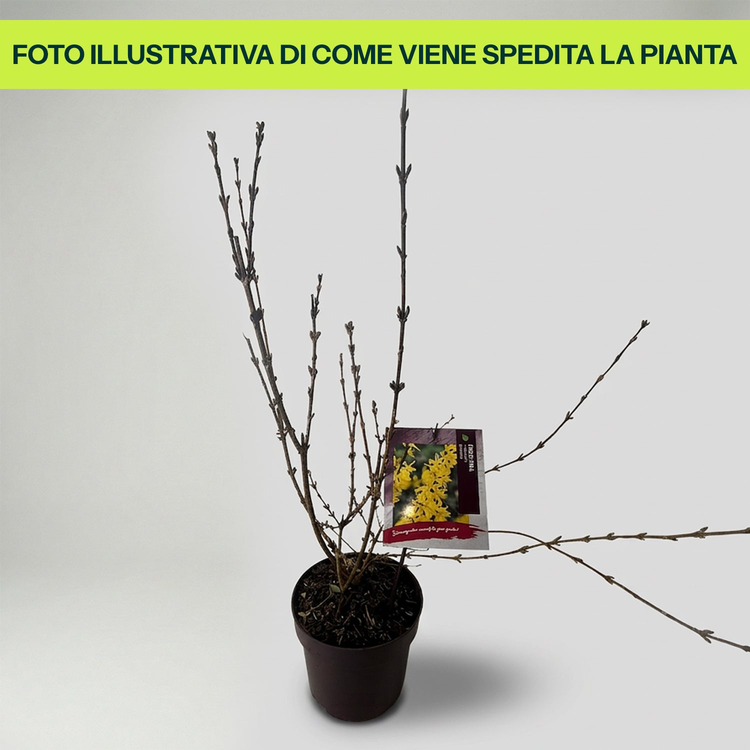 Forsythia Intermedia Lynwood in Vaso da 19cm