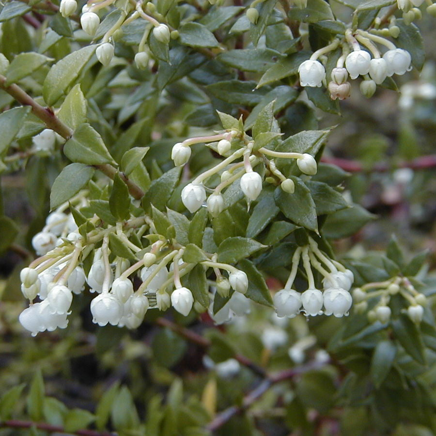 Thé de Gaultheria procumbens du Canada