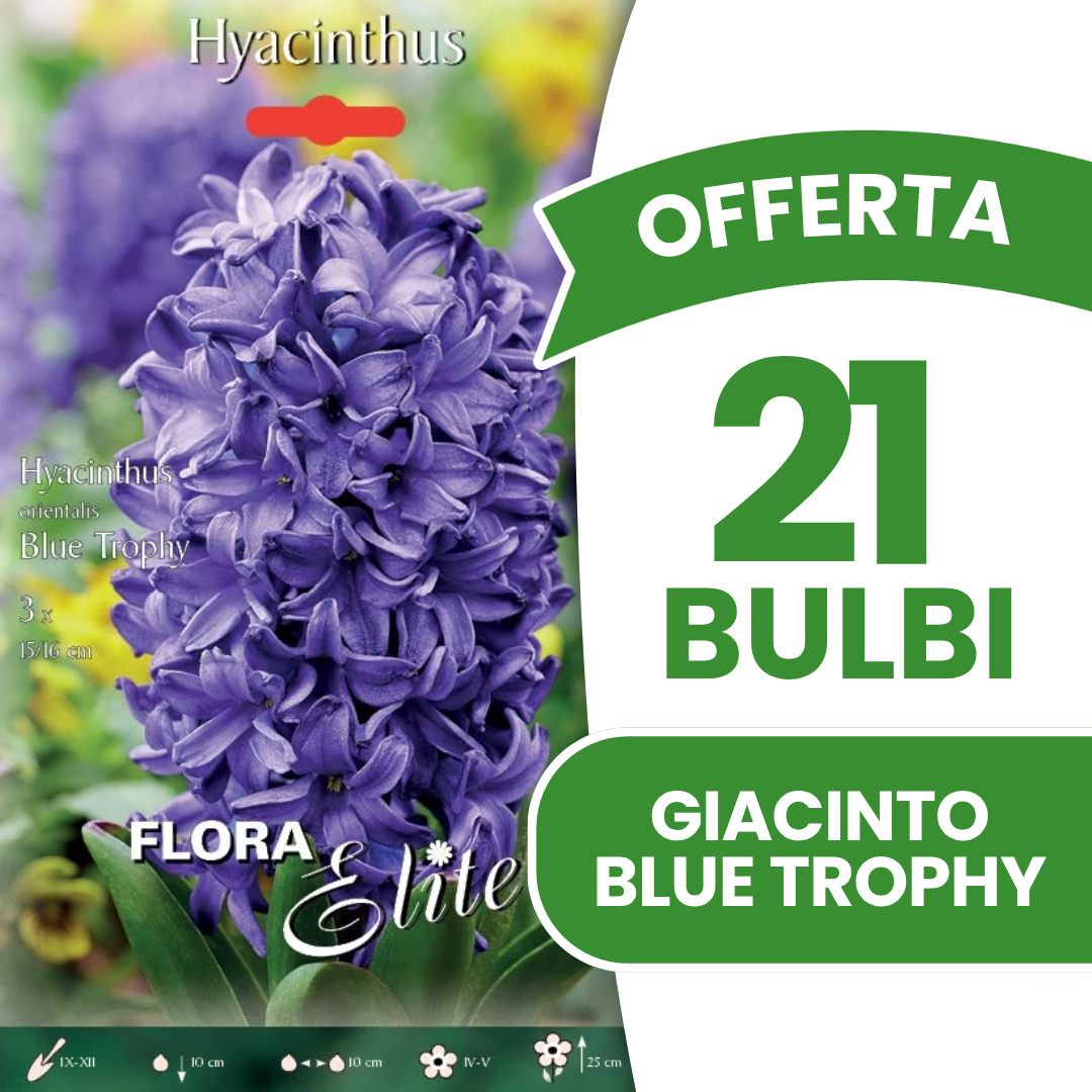 JACYTONE TROPHÉE BLEUE (PAQUET DE 3 BULBES)