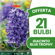 OFFERTA 21 BULBI DI GIACINTO BLUE TROPHY