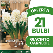 OFFERTA 21 BULBI DI GIACINTO CARNEGIE