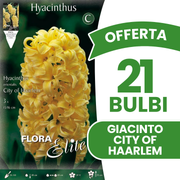 OFFERTA 21 BULBI DI GIACINTO CITY OF HAARLEM