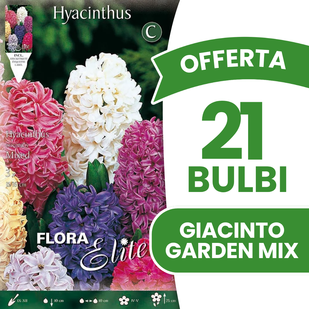OFFERTA 21 BULBI DI GIACINTO GARDEN MIX DI COLORI