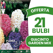 OFFERTA 21 BULBI DI GIACINTO GARDEN MIX DI COLORI