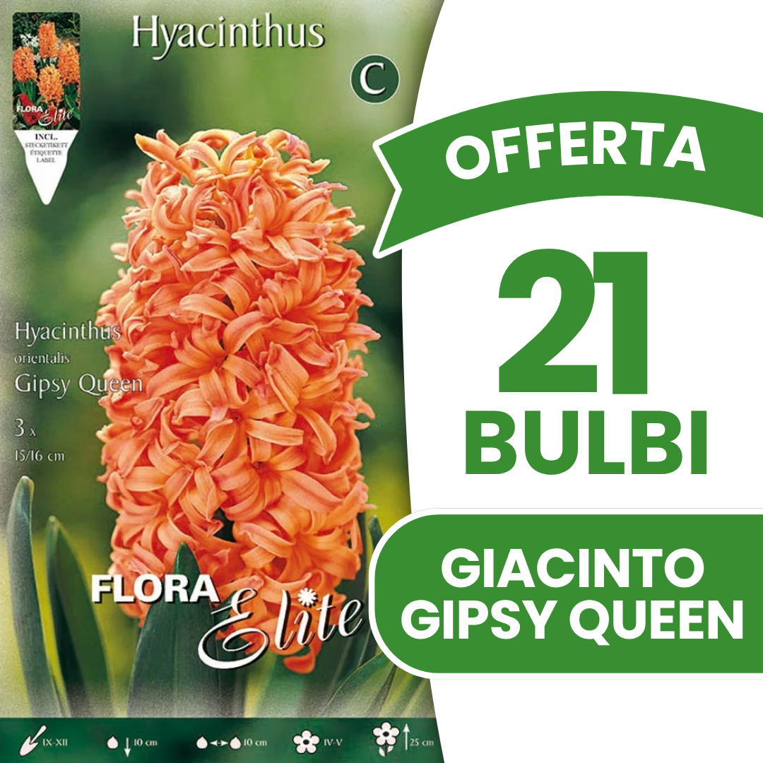 OFFERTA 21 BULBI DI GIACINTO GIPSY QUEEN