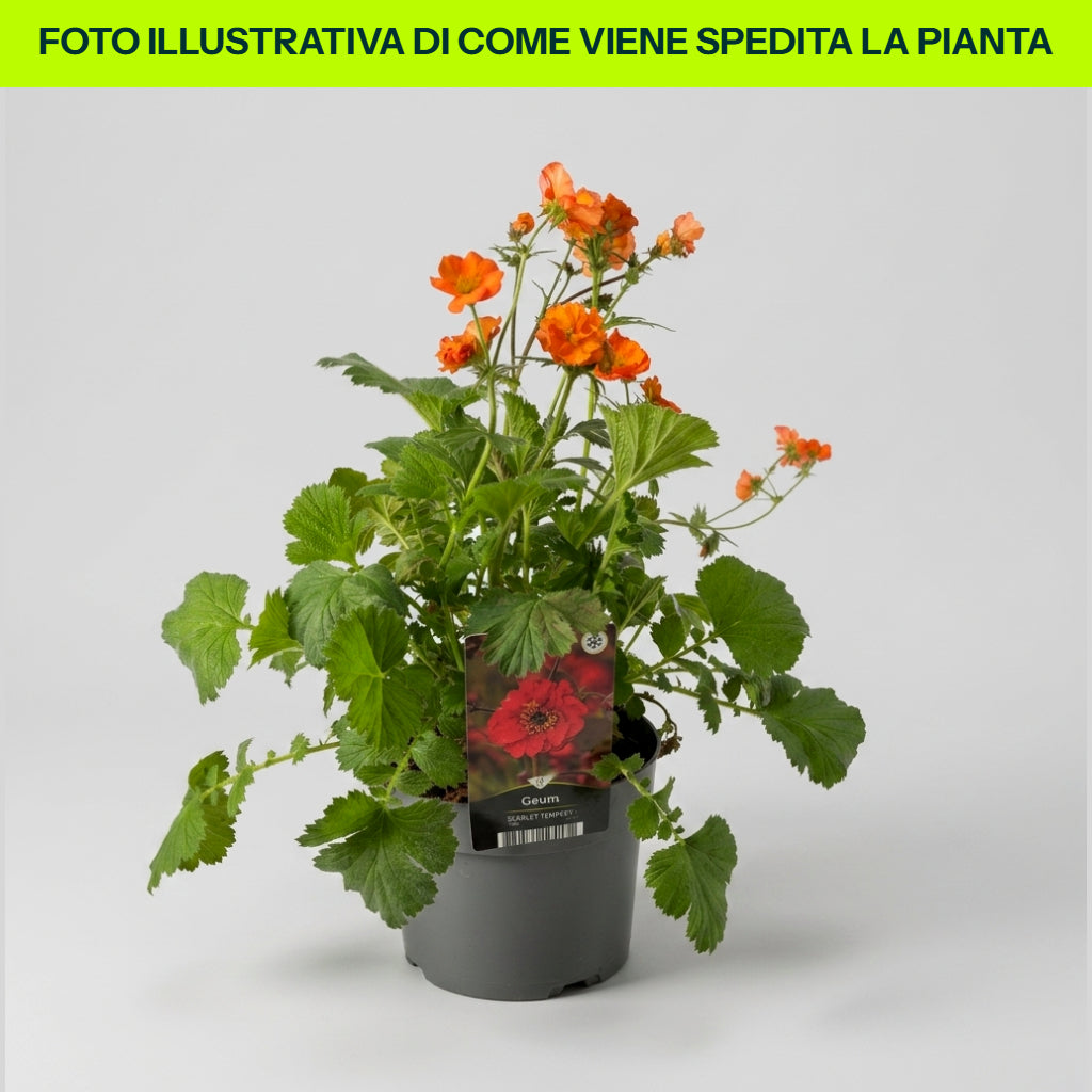 Guzmania Yeltix im 12-cm-Topf