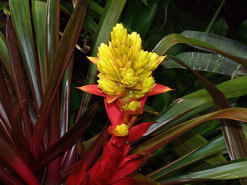 Guzmania Yeltix en pot de 12 cm