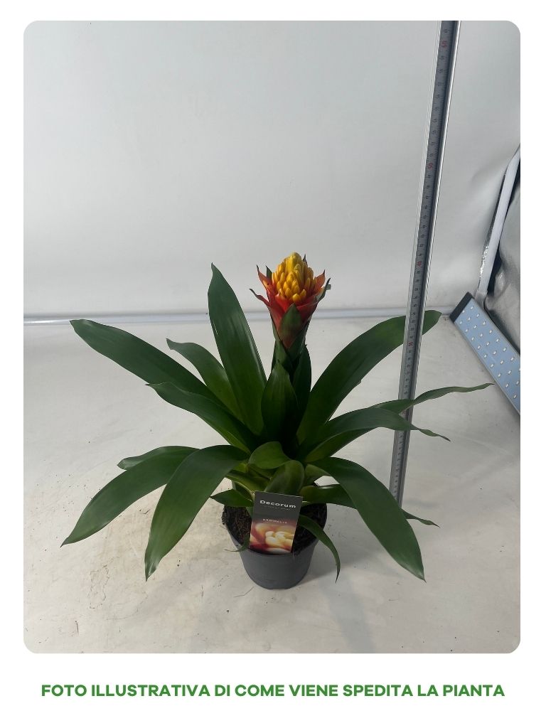 Guzmania Yeltix en pot de 12 cm