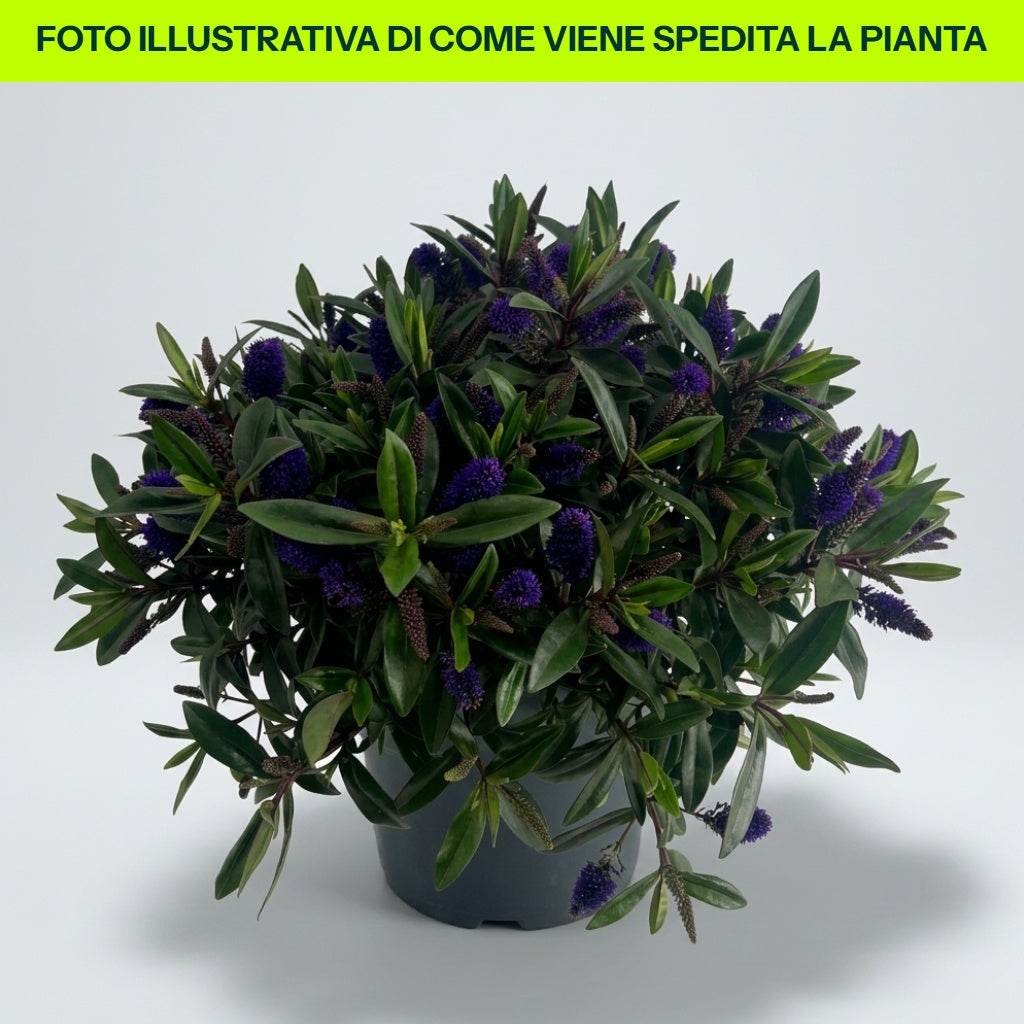 Vase rose foncé HEBE ADDENDA DONNA EMMA 15 cm