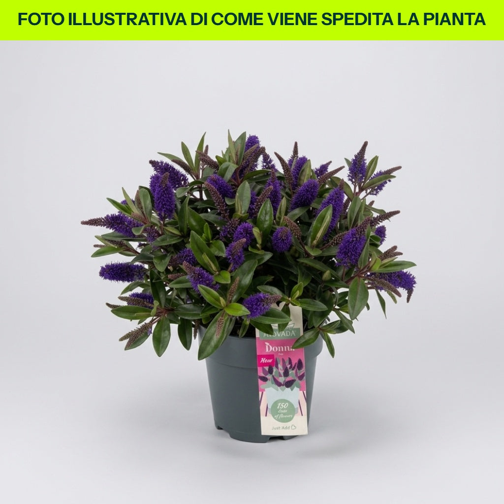 HEBE ADDENDA BRITTA BLU AZZURRO VASO 15CM