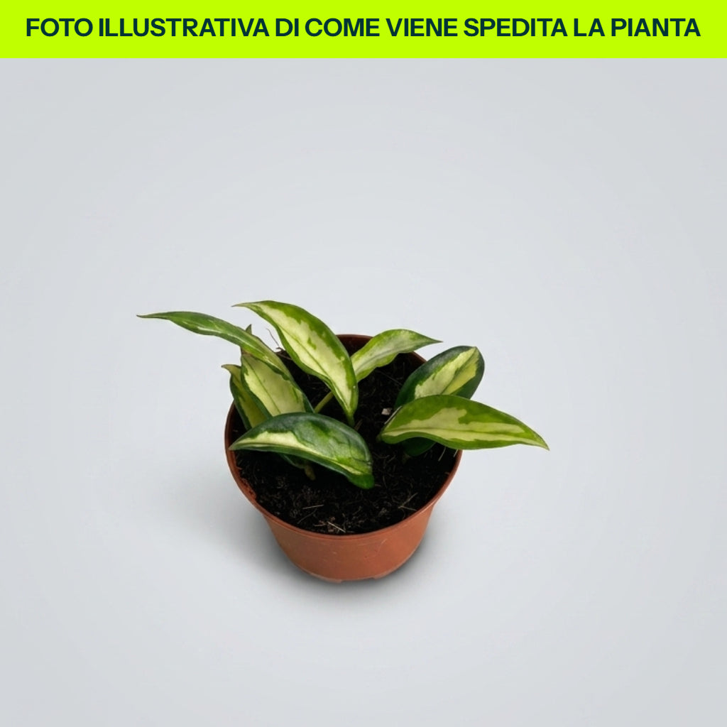 HOYA CARNOSA DREIFARBIGE WACHSBLÜTE 11CM TOPF