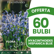 Offerta 60 Bulbi di Giacinto dei boschi spagnolo blu