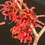 Hamamelis Diane in Vaso da 24cm