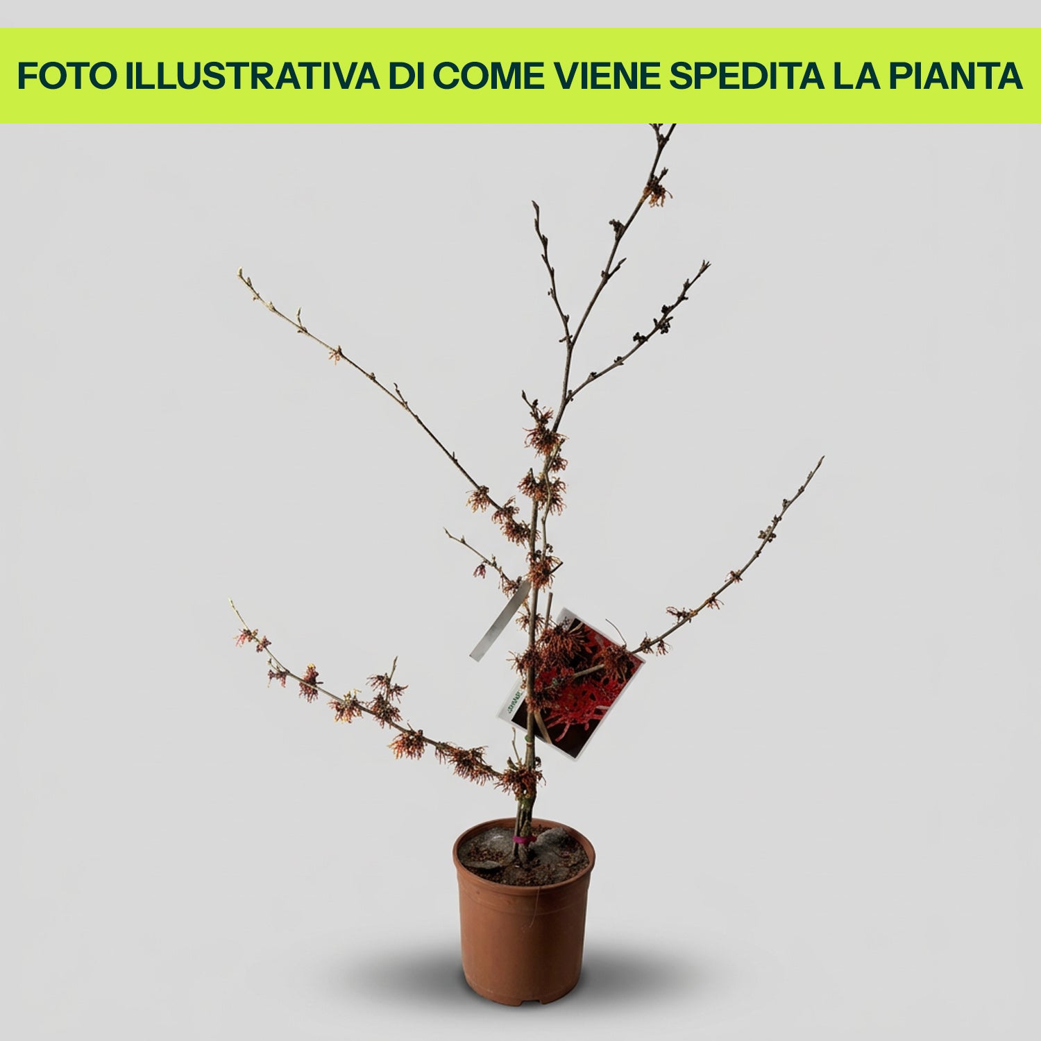 Hamamelis Diane in Vaso da 24cm