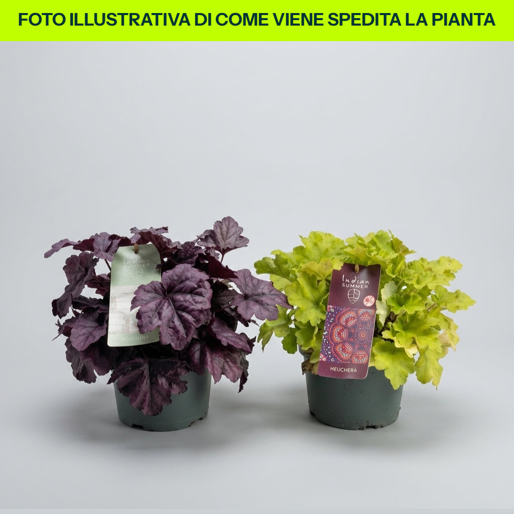 HEUCHERA VARIETA' ASSORTITA VERDE O ROSSA IN VASO 19CM