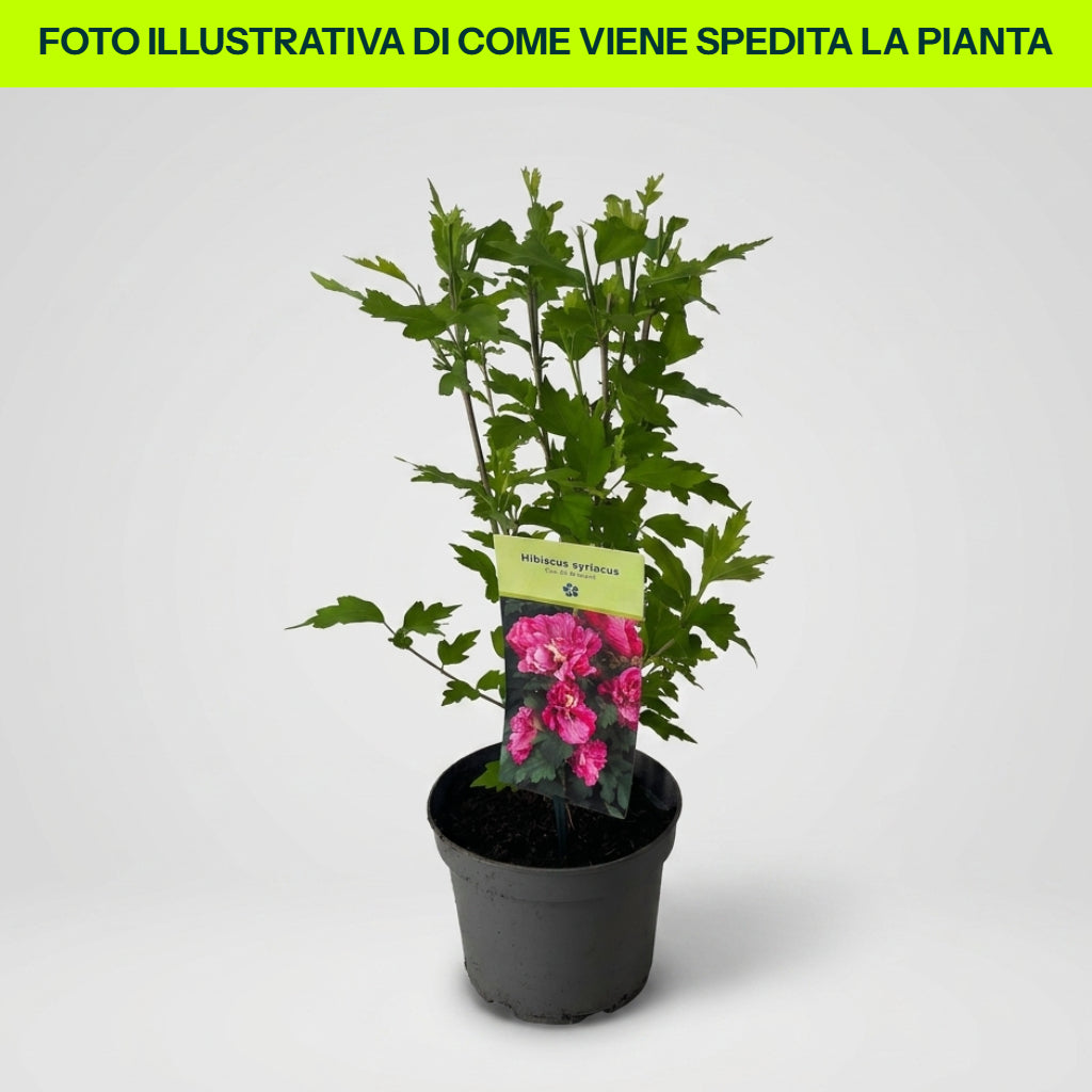 Guzmania Yeltix en pot de 12 cm