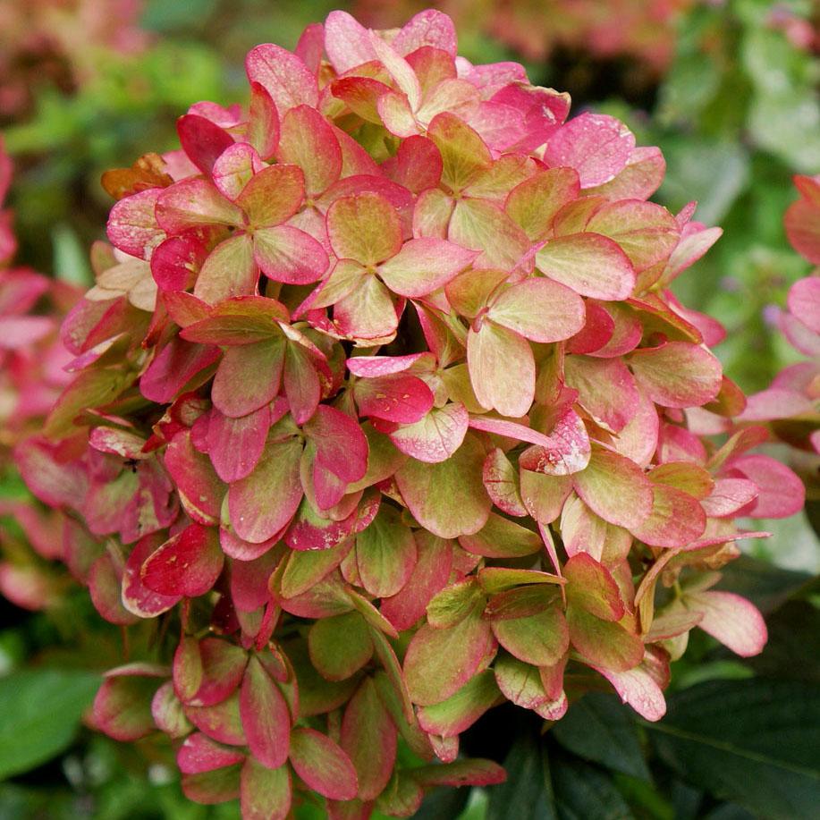Hydrangea Paniculata Graffiti in vaso da 18cm