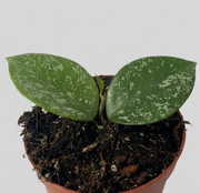 Guzmania Yeltix en pot de 12 cm