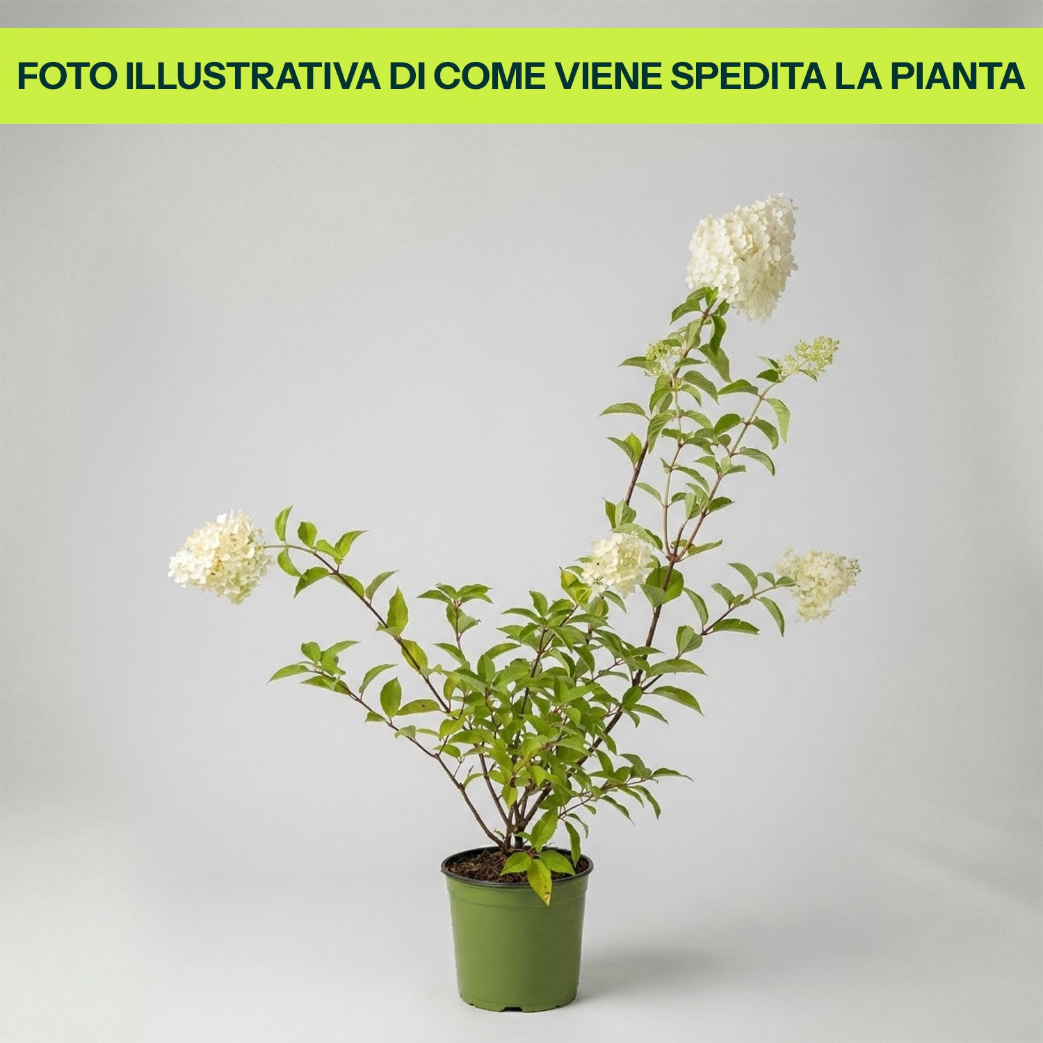 Guzmania Yeltix im 12-cm-Topf