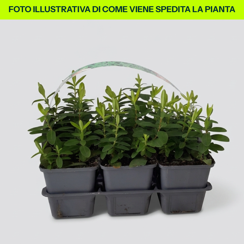 Hypericum Calycinium 6 piante in Vaso da 9cm