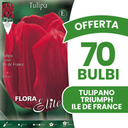 TRIUMPH ILE DE FRANCE TULPE (7ER-PACKUNG)