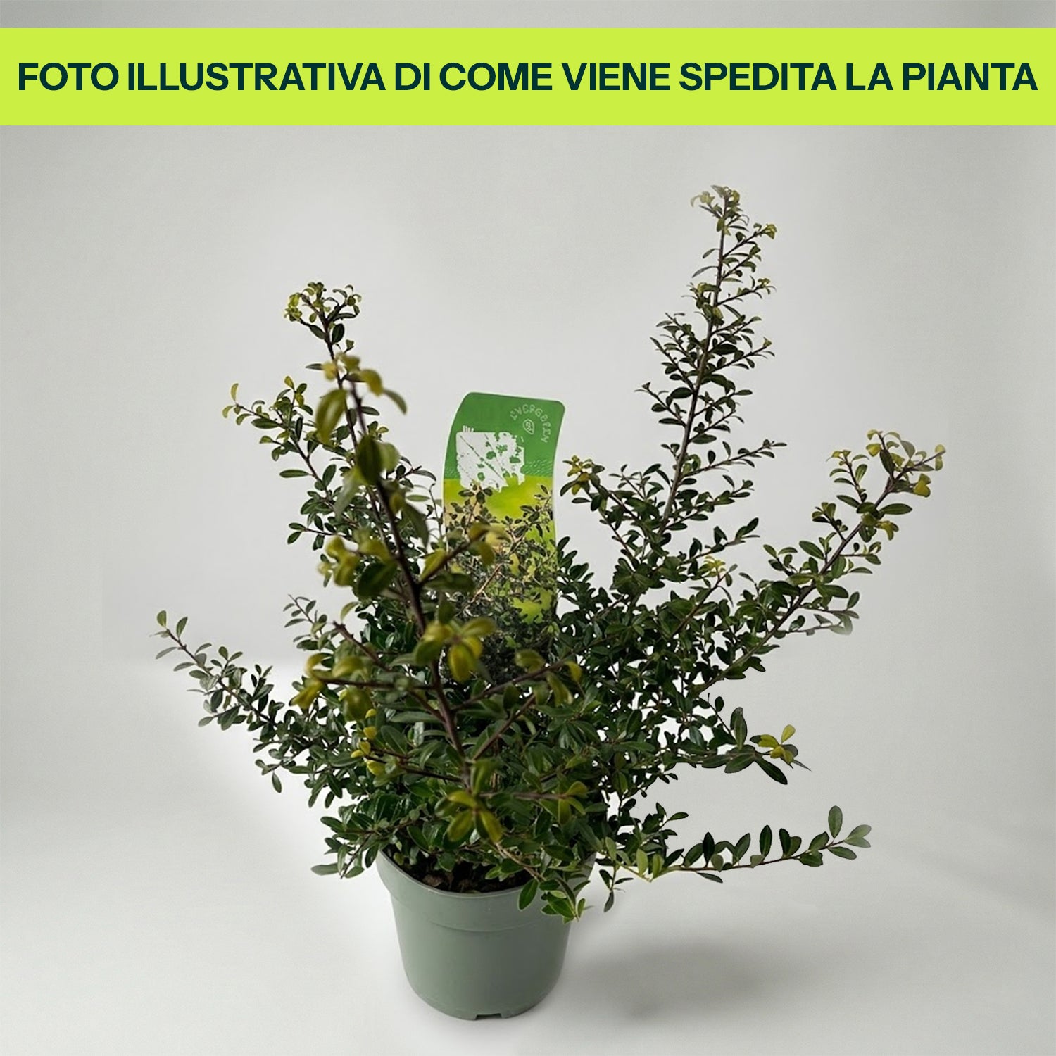 Guzmania Yeltix im 12-cm-Topf