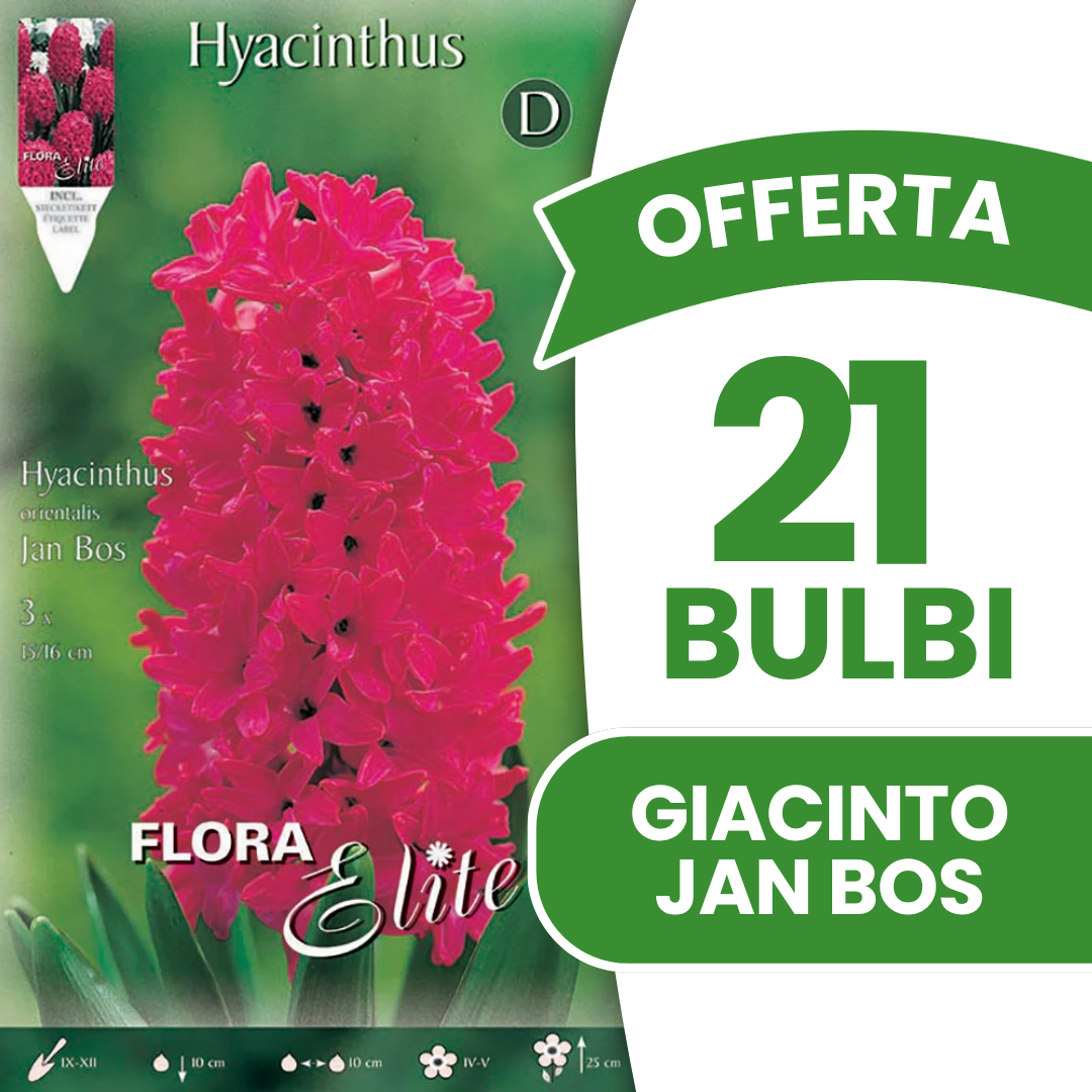 OFFERTA 21 BULBI DI GIACINTO JAN BOS