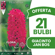 OFFERTA 21 BULBI DI GIACINTO JAN BOS