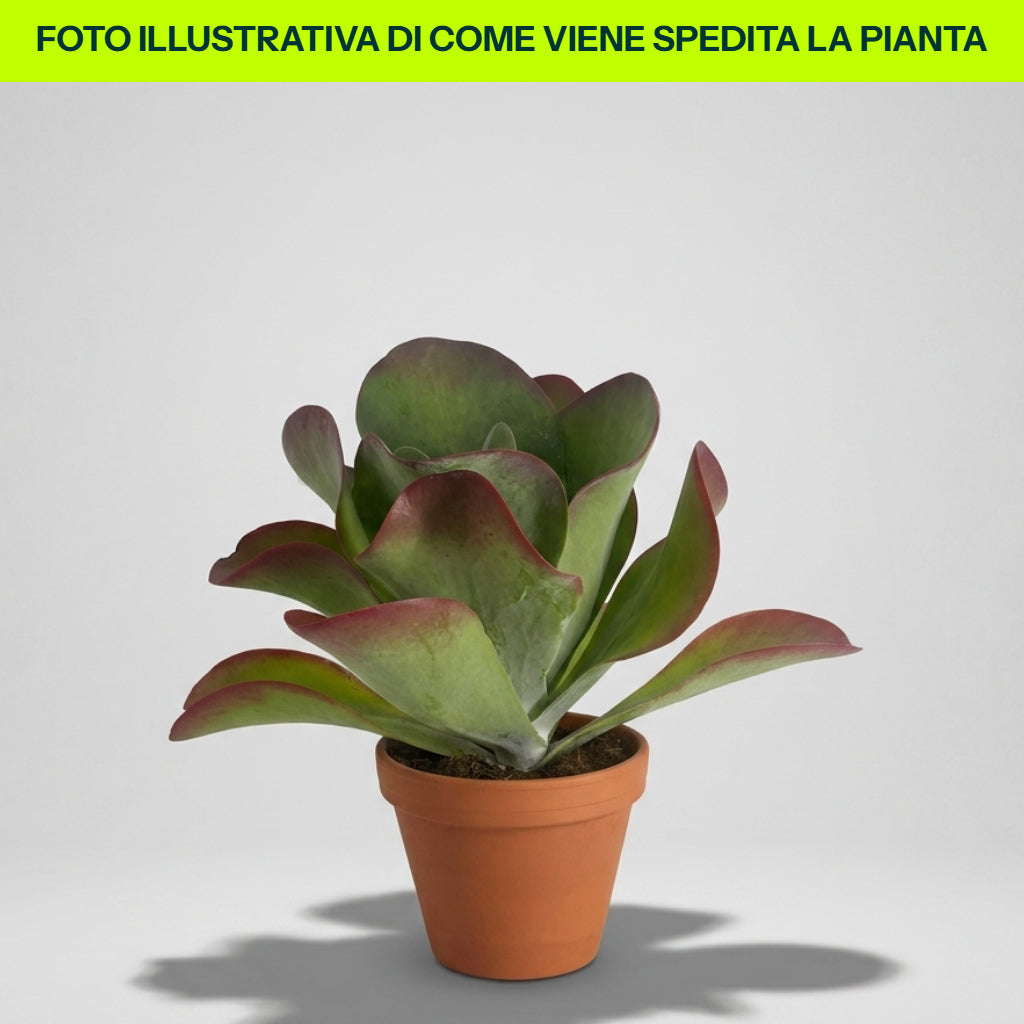 KALANCHOE THYRSIFLORA IM TOPF 12CM