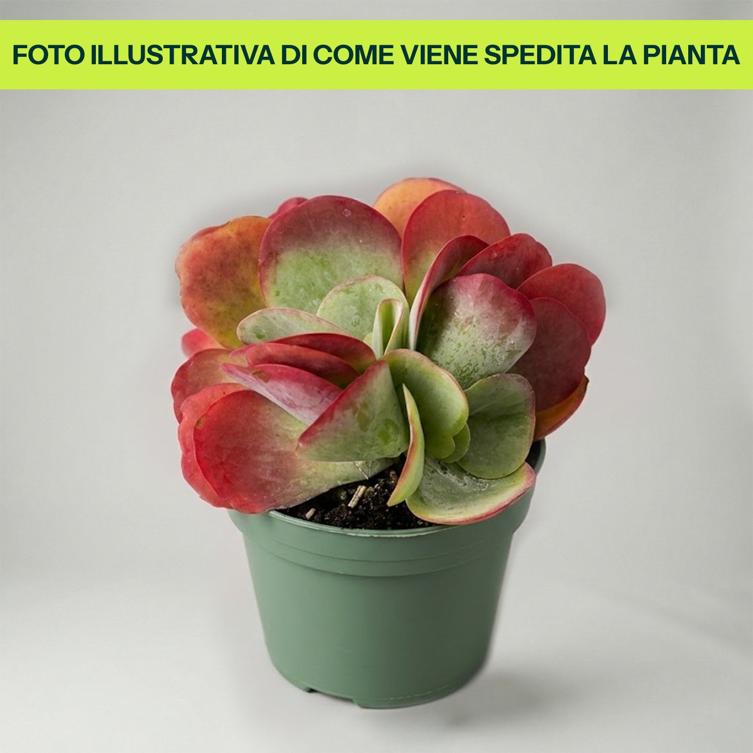 KALANCHOE THIRSIFLORA EN POT 13CM