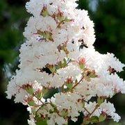 Vase violet d'été Lagerstroemia Indica 18 cm
