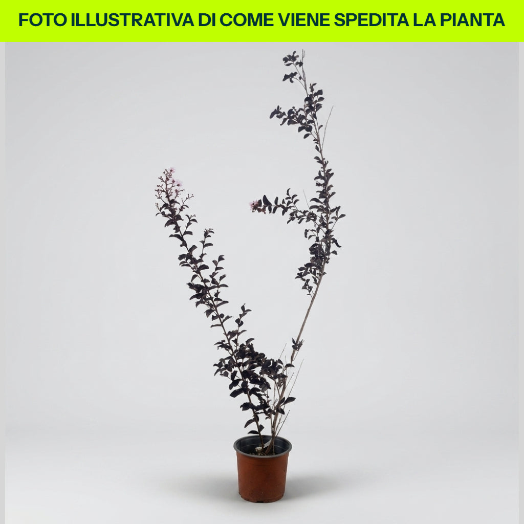 Vase violet d'été Lagerstroemia Indica 18 cm