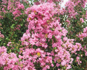 LAGERSTROEMIA INDICA ROSA VASO 18CM