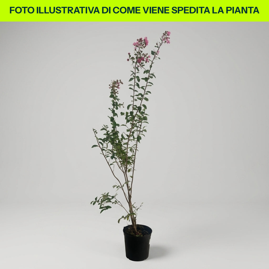 LAGERSTROEMIA INDICA ROSA VASO 18CM