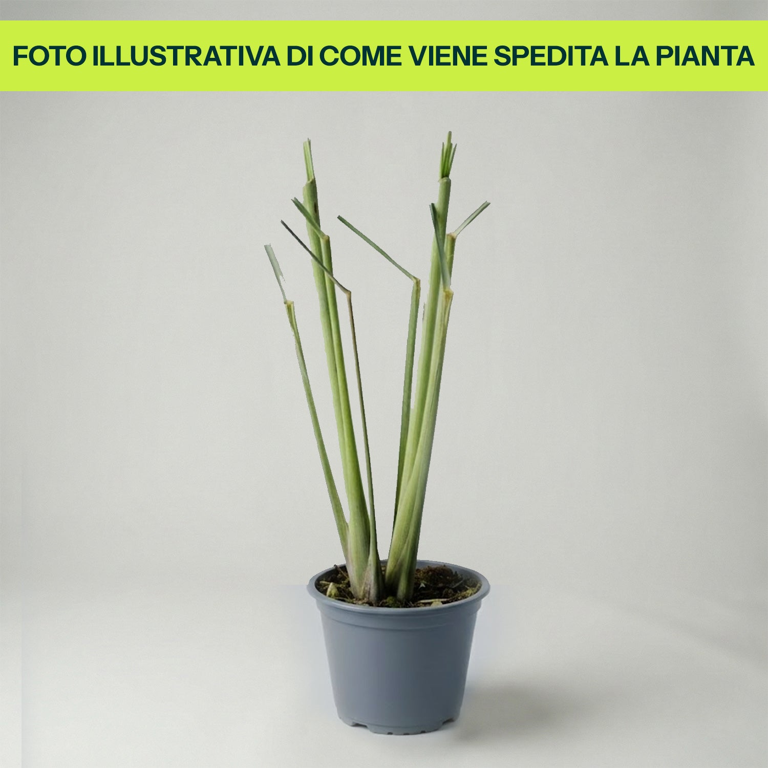 LEMON GRASS CITRONELLA (IN VASO Ø14CM)