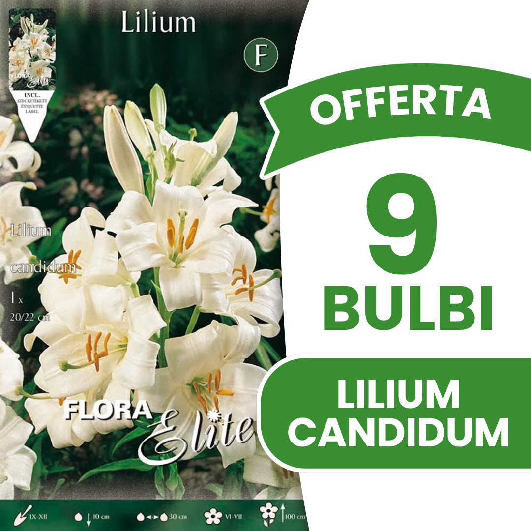 OFFERTA 9 BULBI DI LILIUM CANDIDUM
