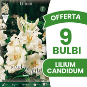 OFFERTA 9 BULBI DI LILIUM CANDIDUM